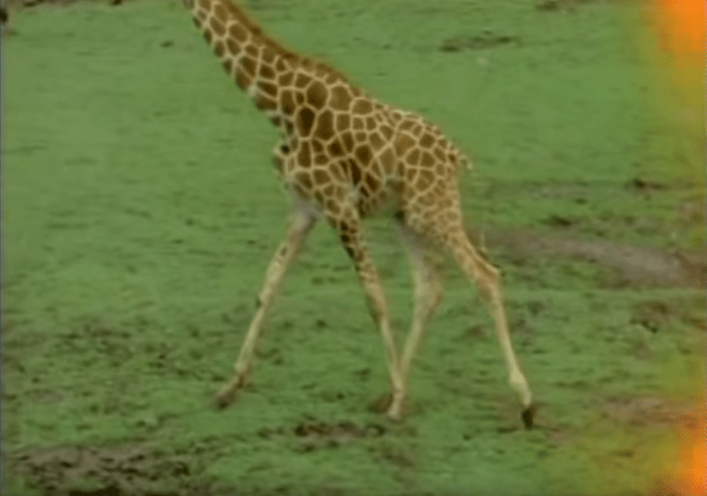 This Here Giraffe' The Flaming Lips — Directors' Library
